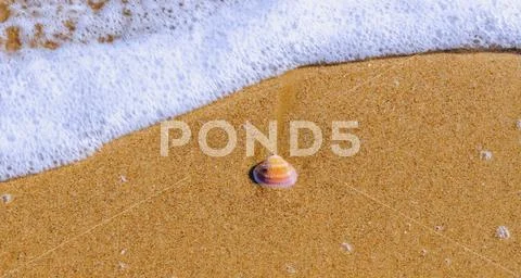 Natural sea shell lying on the sandy beach, washed by water, sunny day Stock Photos
