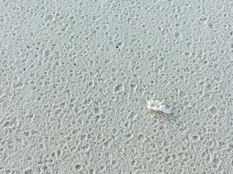 Natural seamless background texture white sands of seashore with a sea shell Stock Photos