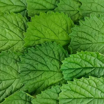 Natural Seamless Pattern of Serrated Green Leaves. Stock Photos