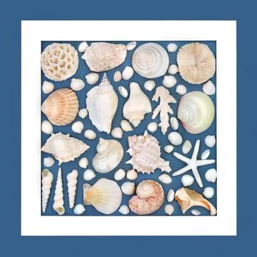 Natural Seashell Collection Background Design 库存照片