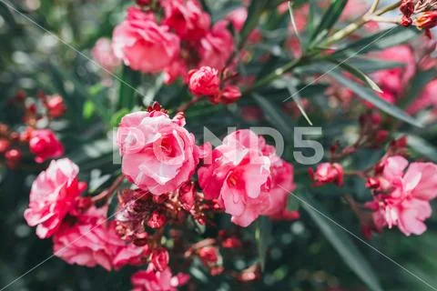 Natural seasonal landscape of flowers using as background or wallpaper Stock Photos