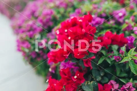 Natural seasonal landscape of flowers using as background or wallpaper Stock Photos