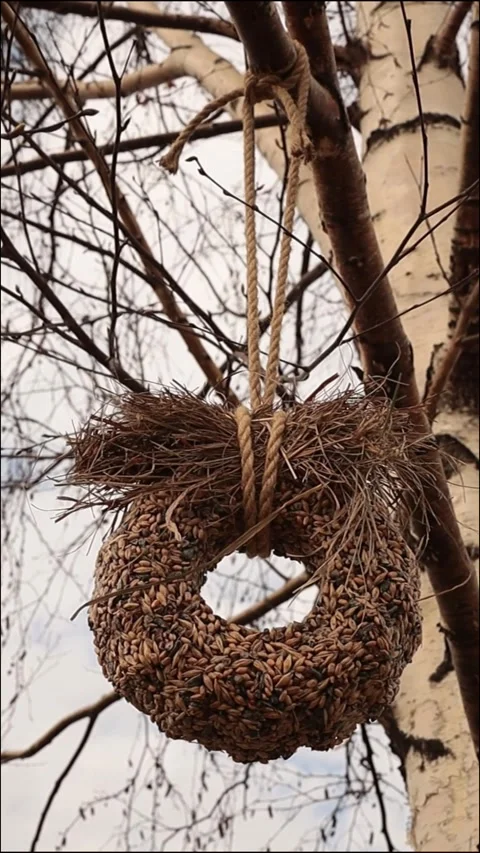 Natural seed ring bird feeder hanging from birch tree branch in wind Stock Footage 344042053