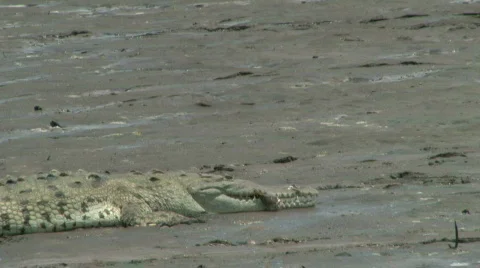 Natural Selection Predator Stock Footage 621342