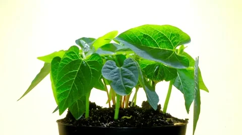 Natural selection: time lapse of green and drying plants in rotating pot Stock Footage 48854839