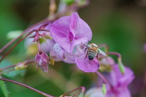 In a natural setting, a closeup image showcases a bee diligently gathering ne Stock Photos