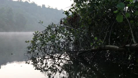 Natural setting of vegetation Stock Footage 152016596