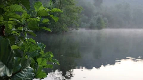 Natural setting of vegetation Stock Footage 152017772