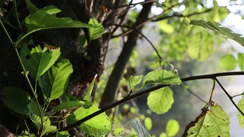 Natural setting of vegetation Stock Footage 152020002