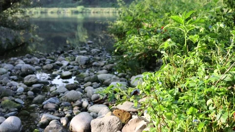 Natural setting of vegetation Stock Footage 152020613