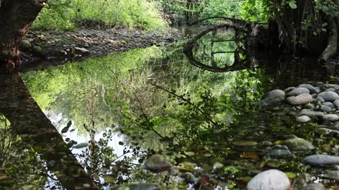 Natural setting of vegetation Stock Footage 152560389