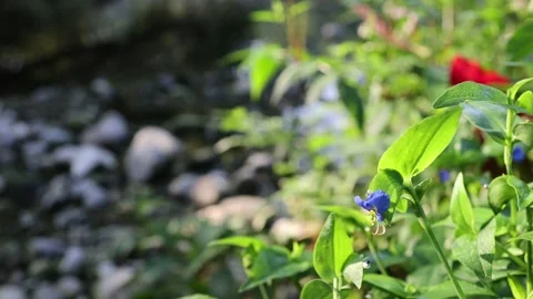 Natural setting of vegetation Stock Footage 152567805