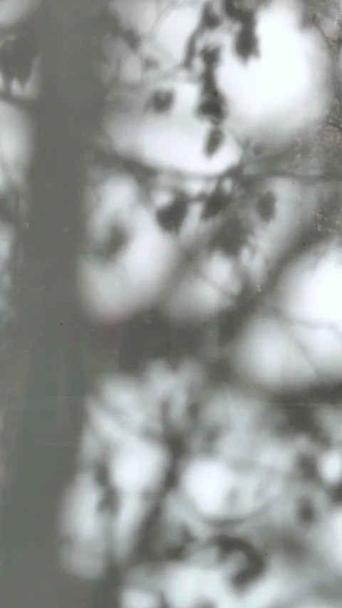 Natural shadows overlay on white texture of frosted glass background. Abstract. Video stock 281591502