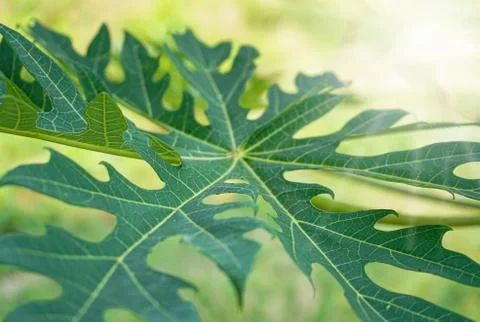 Natural shape most creative of papaya leaf on white background Stock Photos