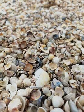 Natural Shell background, texture. Many seashells top view. Shallow dof Stockfoto's