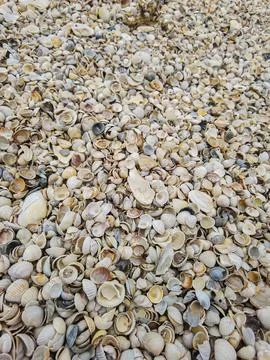 Natural Shell background, texture. Many seashells top view. Shallow dof Stockfoto's