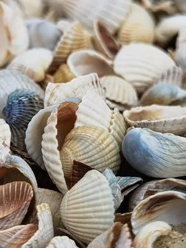 Natural Shell background, texture. Many seashells top view. Shallow dof Stock Photos