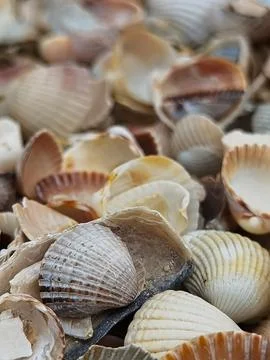 Natural Shell background, texture. Many seashells top view. Shallow dof Stockfoto's