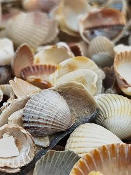 Natural Shell background, texture. Many seashells top view. Shallow dof Stockfoto's