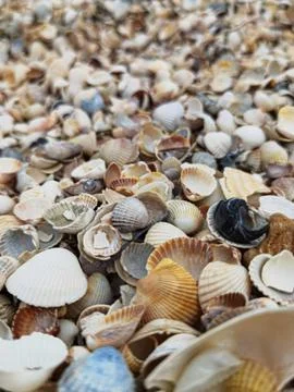 Natural Shell background, texture. Many seashells top view. Shallow dof Stockfoto's