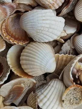 Natural Shell background, texture. Many seashells top view. Shallow dof Stockfoto's