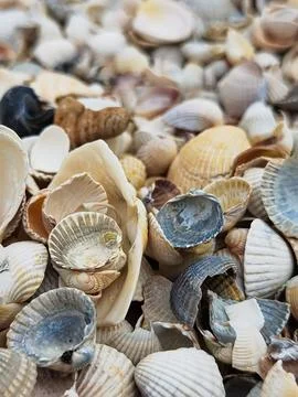 Natural Shell background, texture. Many seashells top view. Shallow dof Stockfoto's