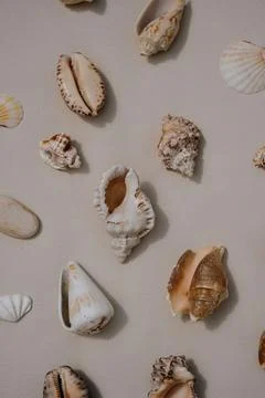 Natural Shell Composition on Neutral Base. Ocean-Inspired Home and Art Decor 스톡 사진