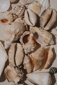 Natural Shell Composition on Neutral Base. Ocean-Inspired Home and Art Decor 스톡 사진