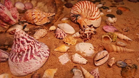 Natural Shell Display on Golden Sand Stock Footage 328596483