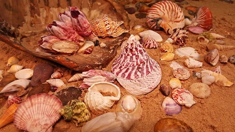 Natural Shell Display on Golden Sand Stock Footage 329086107