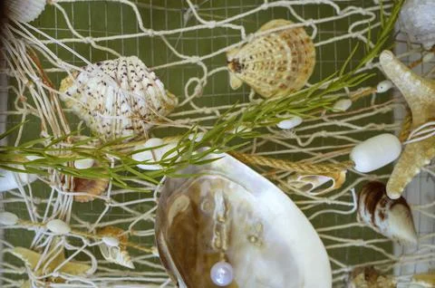 Natural shells layout on a decorative nautical net. Various shapes and sizes. Stock Photos
