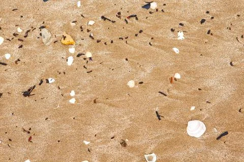 Natural shells on the seashore close-up. Beach summer background Stock Photos