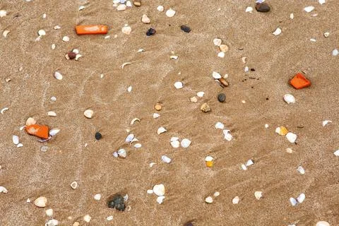 Natural shells on the seashore close-up. Beach summer background Stock Photos