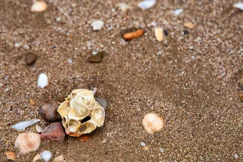 Natural shells on the seashore close-up. Beach summer background Stock Photos