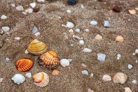 Natural shells on the seashore close-up. Beach summer background Stock Photos
