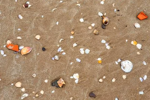 Natural shells on the seashore close-up. Beach summer background 库存照片