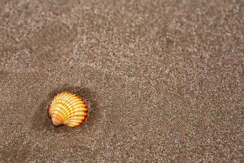 Natural shells on the seashore close-up. Beach summer background Stock Photos