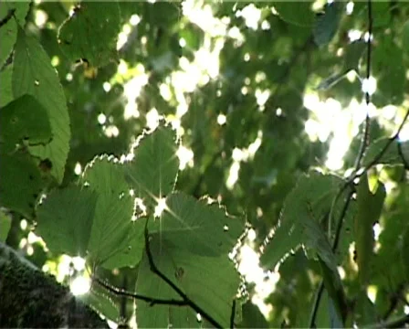 Natural shining closeup Video stock 306476