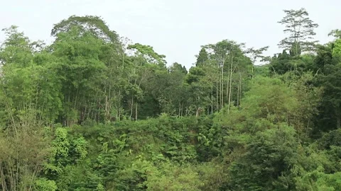 Natural shrub moving Stock Footage 220718978
