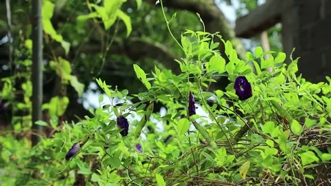 Natural shrub moving Stock Footage 221417864