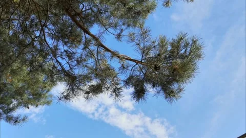 Natural silhouette of pine tree branch swaying in the wind against blue sky Stock Footage 284534690