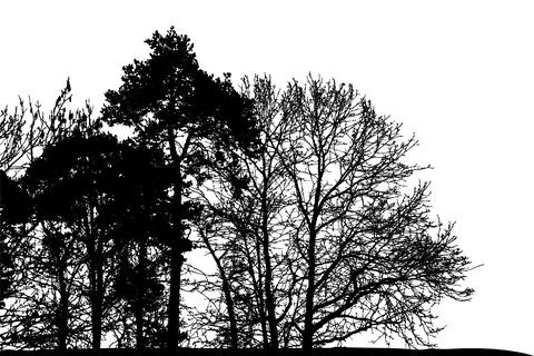 Natural silhouette of trees. Vector illustration  Eps10 Stock Illustration