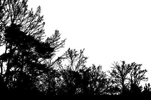 Natural silhouette of trees. Vector illustration  Eps10 Stock Illustration
