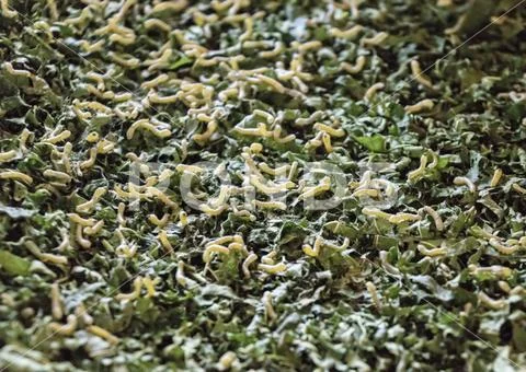 Natural silk farming and manufacture - infant silk worms Stock Photos
