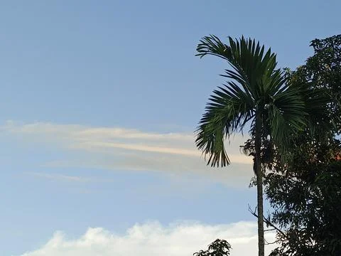 Natural Sky And Tropical Tree Landscape Photograph Tropical Sky Landscape P Stock Photos