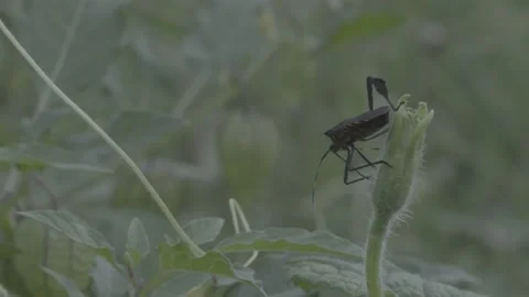 Natural  small insect macro Stock Footage 226954373