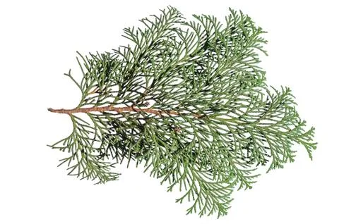 Natural small pine tree branch for decoration isolated on white Stock Photos