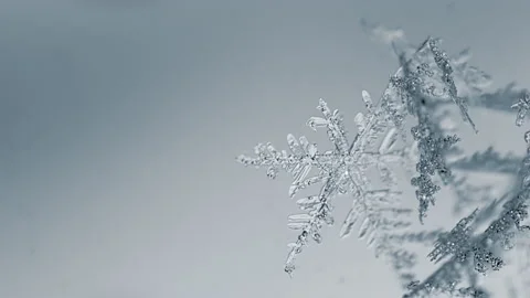 Natural Snow Crystal Melting Stock Footage 172116207