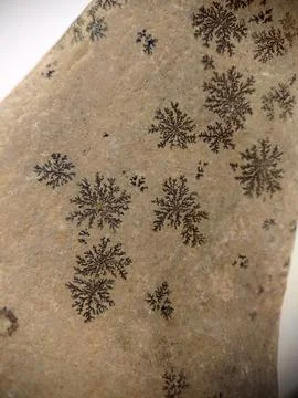 Natural snowflake pattern on a stone close-up Stock Photos
