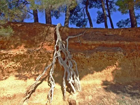 Natural soil layer and pine roots along the seashore, Sv. Filip i Jakov Stock Photos